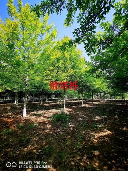 2025年銀杏樹價格，銀杏樹價格表