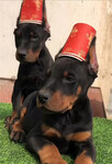 小杜宾犬出售杜宾护卫犬价格图片小杜宾犬多少钱