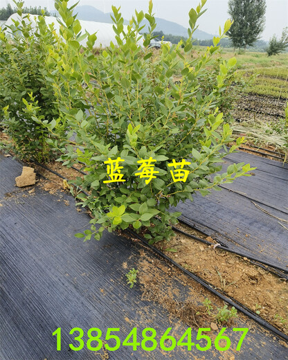 安徽马鞍山适合种植哪款蓝莓苗