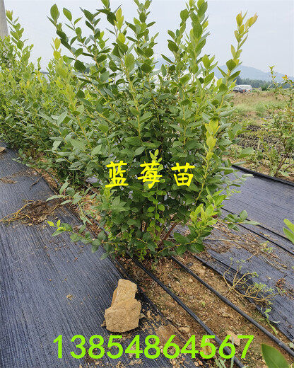 四川攀枝花盆栽蓝莓苗效果—无土蓝莓种植