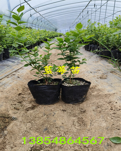 河南三门峡新蓝莓苗种植管理技术