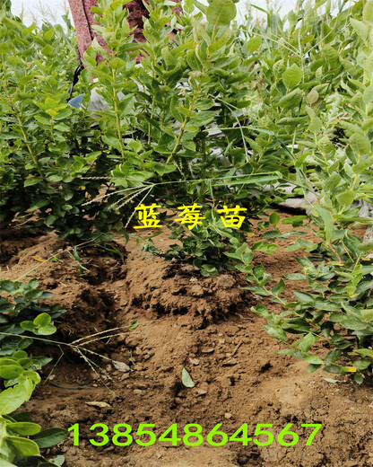 宁夏中卫新蓝莓苗种植管理技术