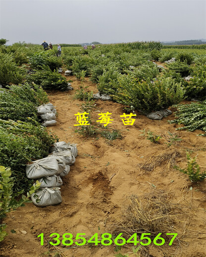湖南岳阳新蓝莓苗种植管理技术