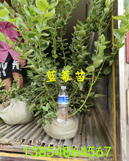 云南昆明盆栽蓝莓苗效果—无土蓝莓种植