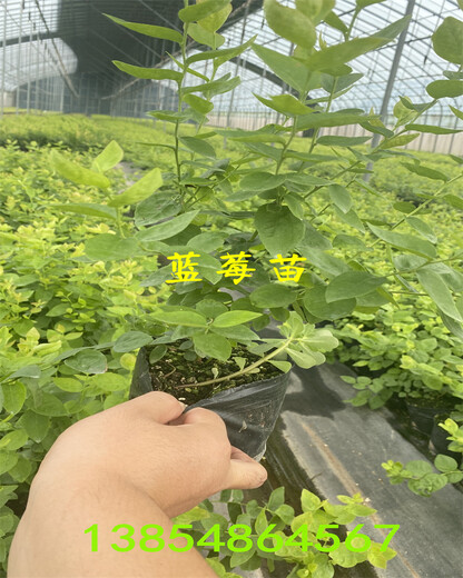 江苏南通盆栽蓝莓苗效果—无土蓝莓种植