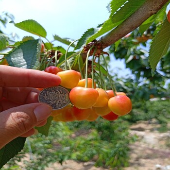 適合南方種植的黃蜜紅瑪瑙大櫻桃苗