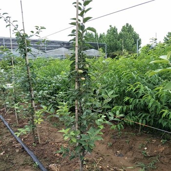 喬化土岐蘋果苗多少錢與矮化土岐蘋果苗品種對比