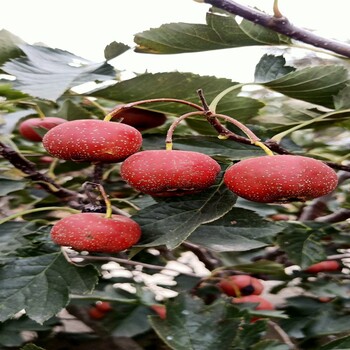 甜紅子山楂苗品種與水果甜紅籽山楂苗介紹