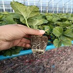 基质穴盘草莓种苗品种，脱毒草莓种苗价格