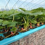 草莓种苗价格草莓种苗病虫害防治方法