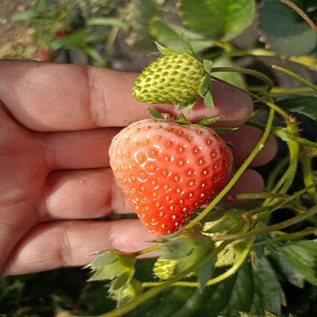 奶油草莓苗品种章姬草莓苗特点甜宝草莓苗基地看圃起苗