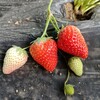 香野草莓苗和隋珠草莓苗是否一個品種，香野草莓苗特點