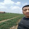 豐香草莓苗品種簡介