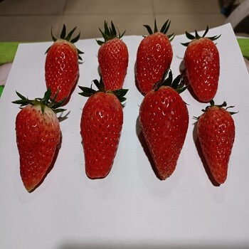 大葉紅顏草莓苗品種特點(diǎn)99草莓苗坐果表現(xiàn)