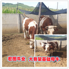 6个月的西门塔尔大母牛现在什么价福州2023年
