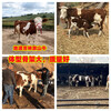 五六個月西門塔爾小母牛犢出售呂梁2023年