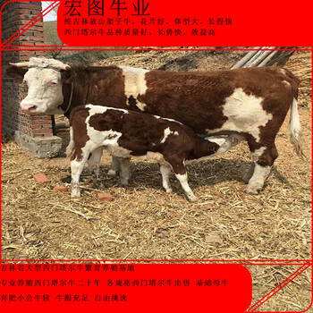 四百斤至五百斤西门塔尔牛犊小母牛现在什么价邢台2023年