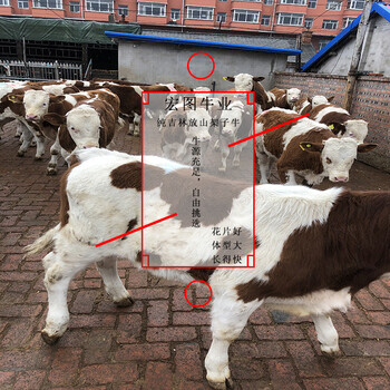 五百斤西门塔尔牛小母牛报价自贡2023年