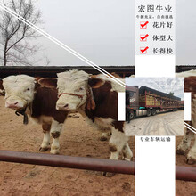 5个月的西门塔尔大母牛的价格临汾2023年