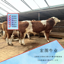 600斤的西门塔尔四代母牛多少钱一头周口2023年