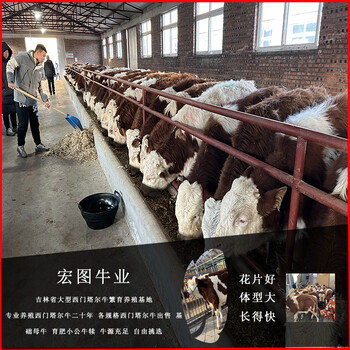 五百斤的西门塔尔母牛市场价多少长春2023年