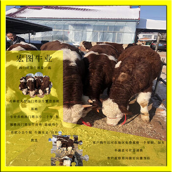 四百斤的西门塔尔小牛犊多少一头营口2023年
