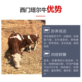 四五百斤的西门塔尔大母牛价格表南阳2023年
