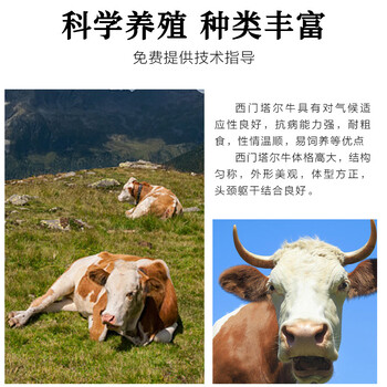 六百斤的西门塔尔小公牛多少一头新余2023年