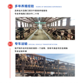 三四百斤西门塔尔基础母牛出售鹰潭2023年