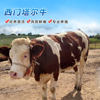三四百斤西门塔尔基础母牛出售鹰潭2023年