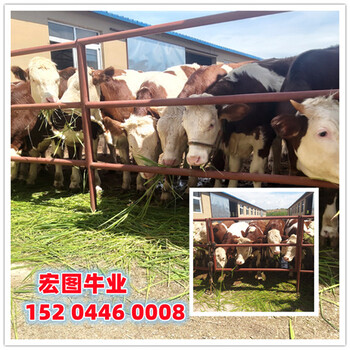 江苏西门塔尔牛养殖基地400斤小牛价格