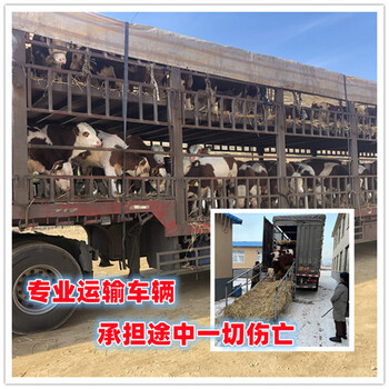 黑龍江西門塔爾牛 2023年牛犢值多少錢