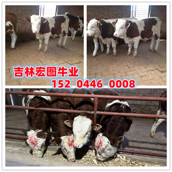 信陽小型西門塔爾牛養(yǎng)牛場