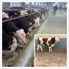 江西西門塔爾牛大型養牛場5之6個月的小牛價格