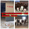 內蒙古西門塔爾牛養殖場小母牛價格