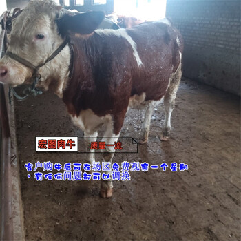 河南西門塔爾牛500多斤出售