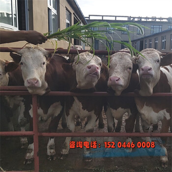 山東西門塔爾牛400多斤的牛小母牛價格表