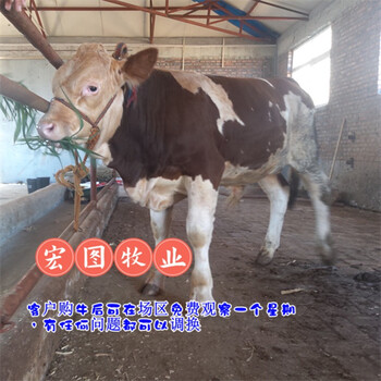 山東西門塔爾牛400多斤的牛小母牛價格表