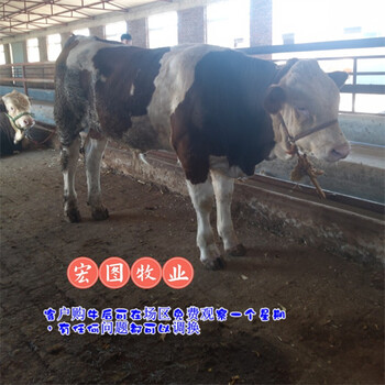 山東西門塔爾牛400多斤的牛小母牛價格表