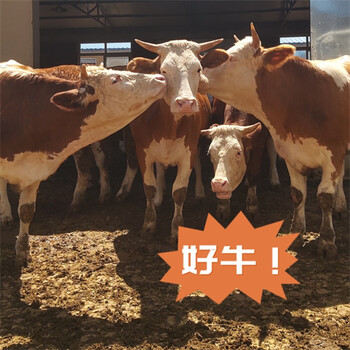 東北西門塔爾牛七個月母牛苗市場價格