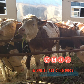 江蘇西門塔爾牛七八個月銷售價格