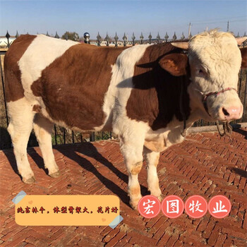 江蘇西門塔爾牛300--400斤一頭牛仔的價格