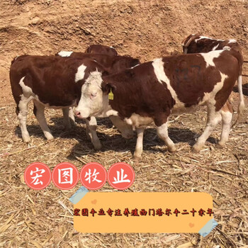 內蒙古西門(mén)塔爾牛600斤的牛犢小母牛多少錢(qián)一頭