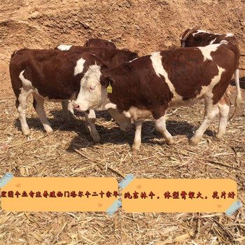 內蒙古西門(mén)塔爾牛600斤的牛犢小母牛多少錢(qián)一頭