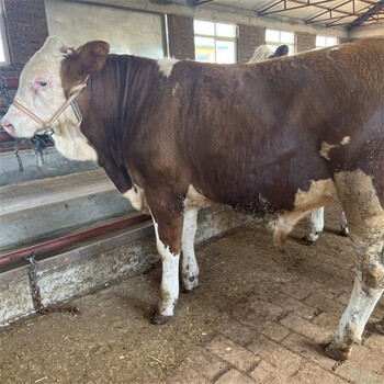山东西门塔尔牛400斤左右一头母牛销售价格