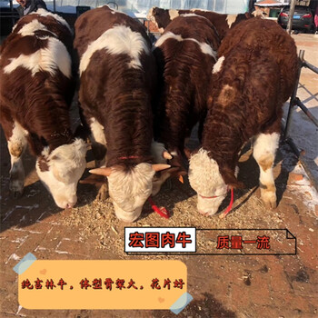 河南西门塔尔牛四五百斤小母牛要多少钱