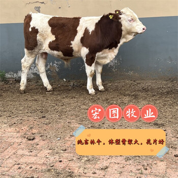 云南西門塔爾牛五百斤的報價