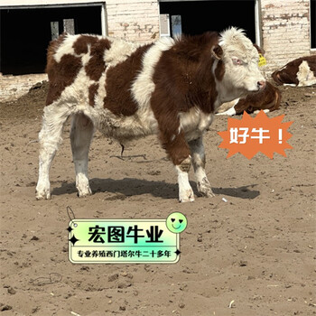云南西門塔爾牛五百斤的報價