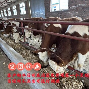 西門塔爾牛300至400斤小母牛犢價(jià)格江蘇大型中轉(zhuǎn)基地出肉率高