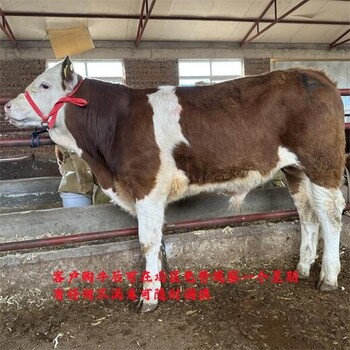 西門塔爾牛500斤的公牛銷售價(jià)格陜西大型中轉(zhuǎn)基地出肉率高